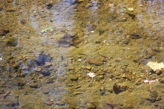 Rhinichthys atratulus