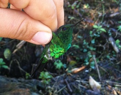 Chlorostilbon assimilis