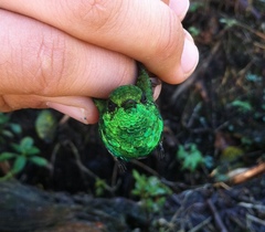 Chlorostilbon assimilis