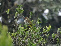 Pycnonotus bimaculatus