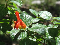 Salvia regla