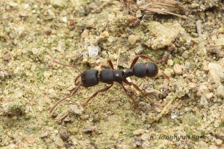 Poneracantha mediatrix