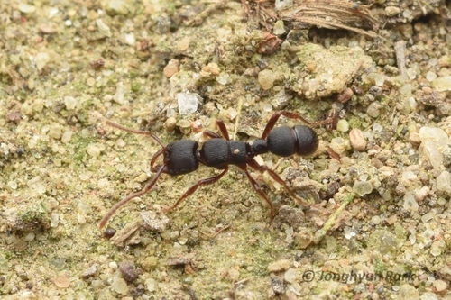 Poneracantha mediatrixPoneracantha mediatrix