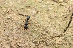 Poneracantha mediatrix