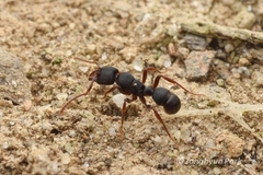 Poneracantha mediatrix