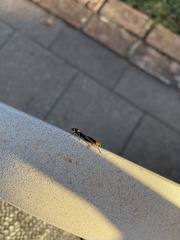 Dilophus serotinus