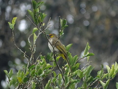 Pycnonotus bimaculatus