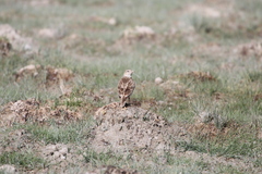 Melanocorypha maxima