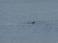 Tachybaptus ruficollis