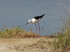 Himantopus himantopus