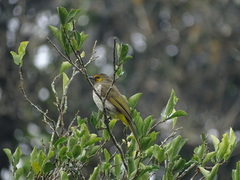 Pycnonotus bimaculatus