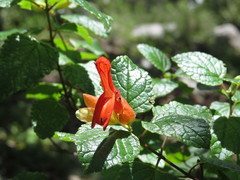 Salvia regla