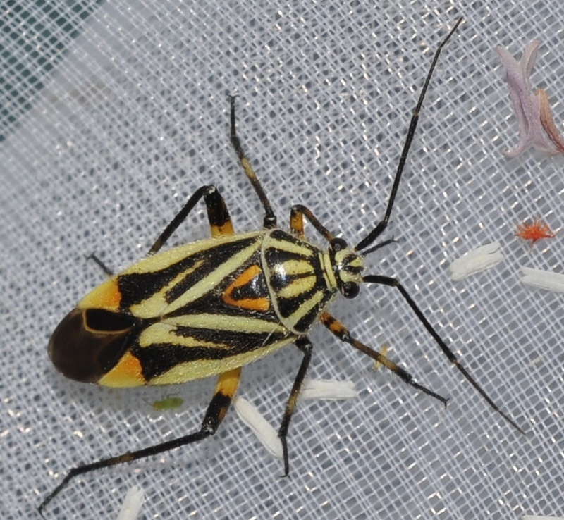 Brachycoleus sexvittatus