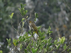 Pycnonotus bimaculatus