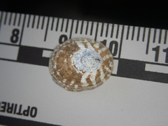 Lottia paradigitalis