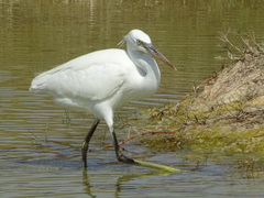 Egretta gularis