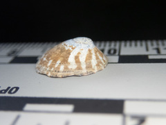 Lottia paradigitalis