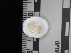 Lottia paradigitalis