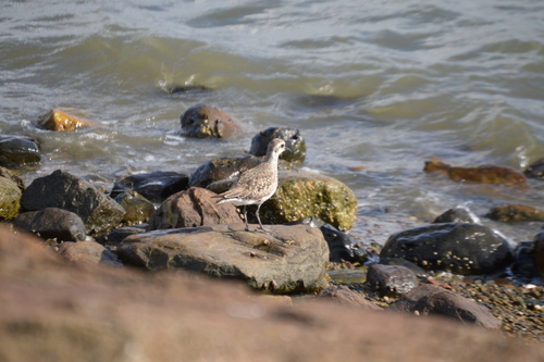 Pluvialis dominica