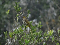 Pycnonotus bimaculatus