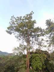Jacaranda caucana