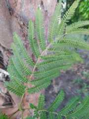 Jacaranda caucana