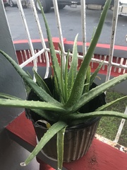 Aloe