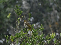 Pycnonotus bimaculatus