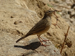 Anthus similis