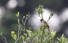 Pycnonotus bimaculatus