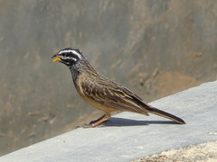 Emberiza tahapisi