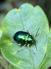 Colaspis laeta