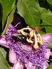 Xylocopinae