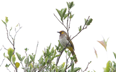 Pycnonotus bimaculatus