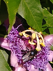 Xylocopinae