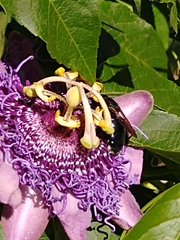 Xylocopinae
