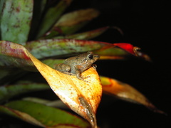 Pristimantis hectus