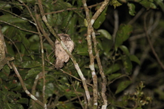 Batrachostomus javensis