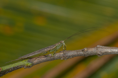 Chaeteessa