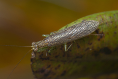 Chaeteessa