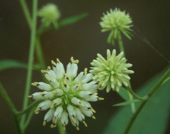 Verbesina walteri