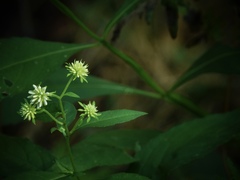 Verbesina walteri