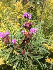Vernonia fasciculata