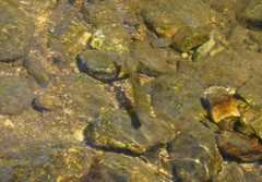 Salmo trutta