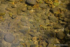Salmo trutta