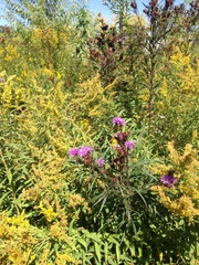 Vernonia fasciculata