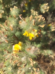 Aspalathus chenopoda