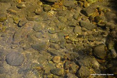 Salmo trutta