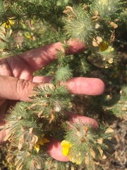 Aspalathus chenopoda