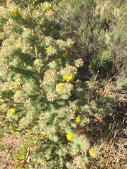 Aspalathus chenopoda